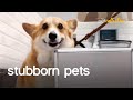 The World's Most Stubborn Pets