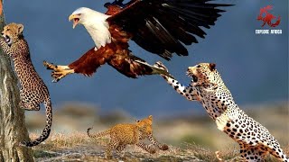 Mother Leopard Save Her Baby Fail and Hunt Eagle To Revenge