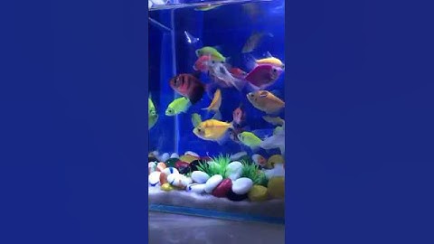 Fish /Cá vàng bơi/ Cá Cánh buồm #aquarium #cávàng #thủysinh #fish #shotrs