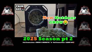 NEW OUTDOOR GROW - Cali Connection - Chem91SkunkVa🦨 - Larry OG⛽ : TRIM DAY & END RESULTS 2025 pt2