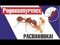 САМЫЕ ОПАСНЫЕ ЖНЕЦЫ в МИРЕ (Pogonomyrmex) РАСПАКОВКА!