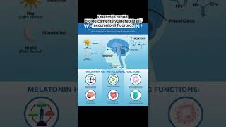 GHIANDOLA PINEALE: ACCUMULA PIÙ FLUORO DI QUALSIASI ALTRO ORGANO di IL SECOLO VUOTO Serie Pineale #8
