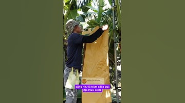 anh nông dân tỉa buồng chuối rồi trùm bọc cẩn thận #shorts
