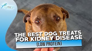 The Best Dog Treats for Kidney Disease Low Protein