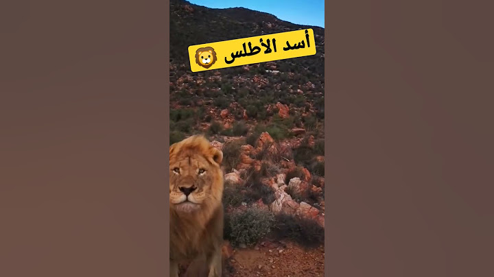 عودة أسد الأطلس إلى جبال المغرب