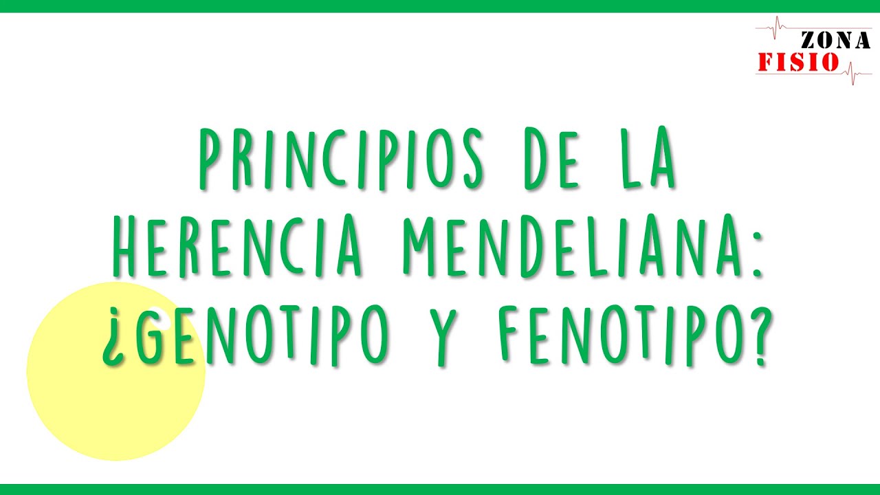 GENÉTICA PRINCIPIOS DE LA HERENCIA MENDELIANA, GENOTIPO Y FENOTIPO YouTube GENÉTICA PRINCIPIOS DE LA HERENCIA MENDELIANA, GENOTIPO Y FENOTIPO YouTube
