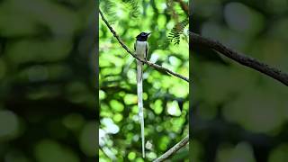 Paradise flycatcher 💝🌿 #birds #photography #wildlife #nature #wildlifephotography #birdphotography