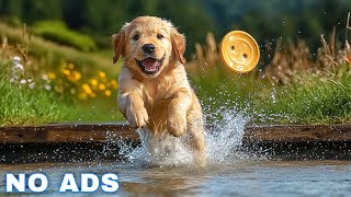 12 Hours of Dog Calming Music for Anxiety 💖 Anti Separation Anxiety Relief Music 🐶🎵 dog music