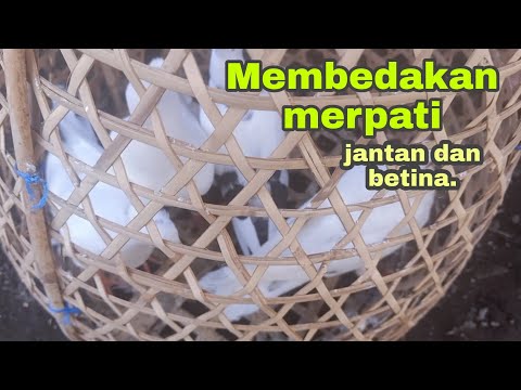 Video: Bagaimana cara membezakan burung merpati kayu jantan daripada betina?