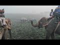 Majestic One-Horned Rhinoceros Encounter in Kaziranga National Park - Thrilling Elephant Ride.