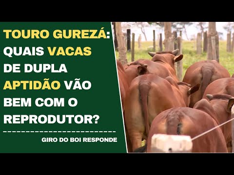 TOURO GUZERÁ: QUAIS VACAS DE DUPLA APTIDÃO VÃO BEM COM O REPRODUTOR?