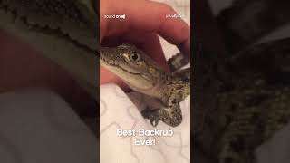 Baby Crocodile Makes Squeaking Sounds! #Shorts #Crocodile