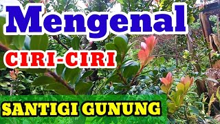 Mengenal Ciri-ciri Tanaman Bonsai Santigi Gunung, Manis Rejo