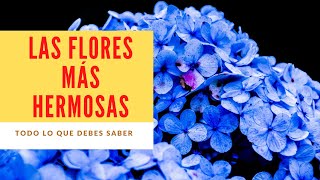 flores hermosas mundo mas