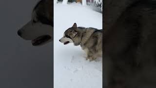 Surprise Snow Day #alaskanmalamutes #malamutelovers #sleddogs by BUBCvision 221 views 1 month ago 1 minute, 19 seconds