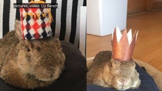 World’s Oldest Rabbit Celebrates 16th Birthday