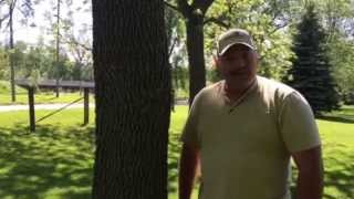 Tree Diameter Video