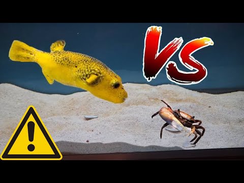 PUFFER FISH vs CRAB Fight😡 #pufferfish #crab #crabs
