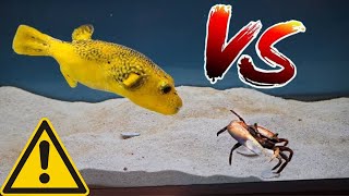 PUFFER FISH vs CRAB Fight😡 #pufferfish #crab #crabs