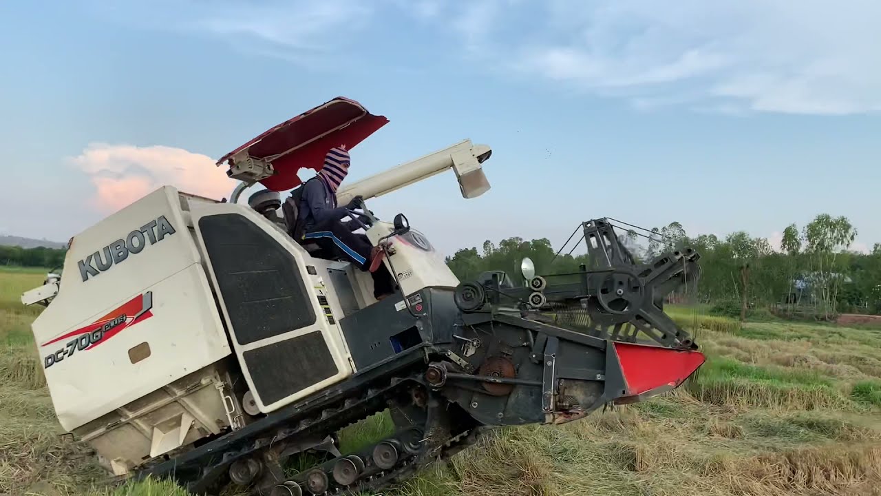 ไม่ขุดคันนามันก็จะขึ้นยากแบบนี้ละ รถเกี่ยวข้าวคูโบต้า เกี่ยวข้าวนาปรัง กข.22 เดินไปปล่อยข้าว17/4/64