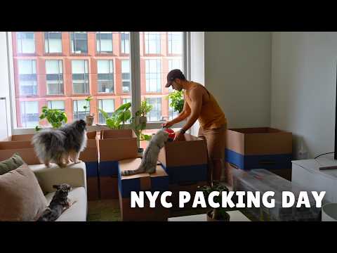 packing and decluttering our nyc apartment w/ our two dogs & a cat