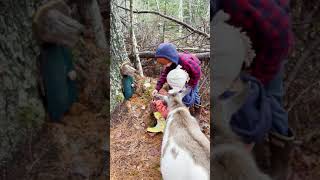 Corgis and Goats in the Fairy Forest! by Corgi Bliss 78 views 2 years ago 1 minute, 15 seconds