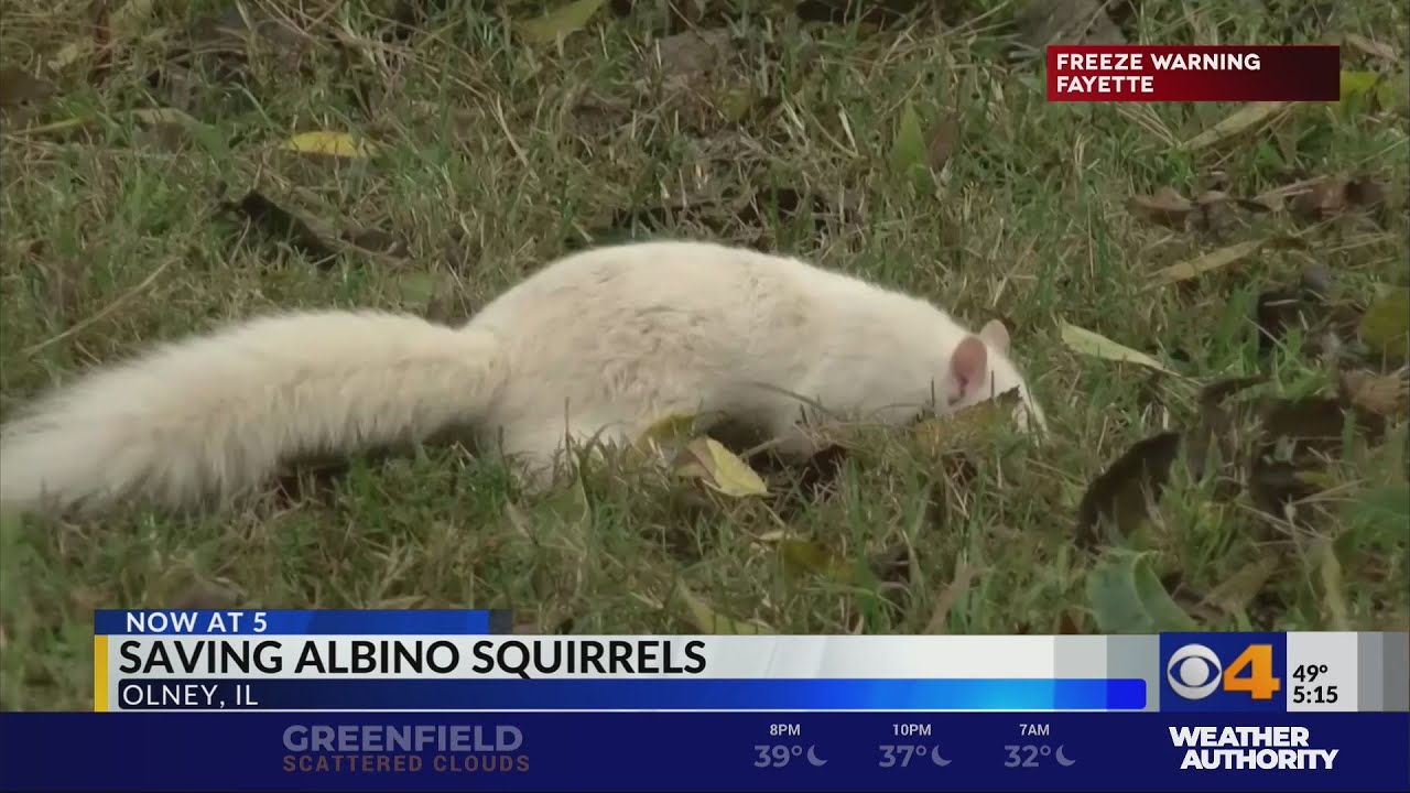 Saving albino squirrels