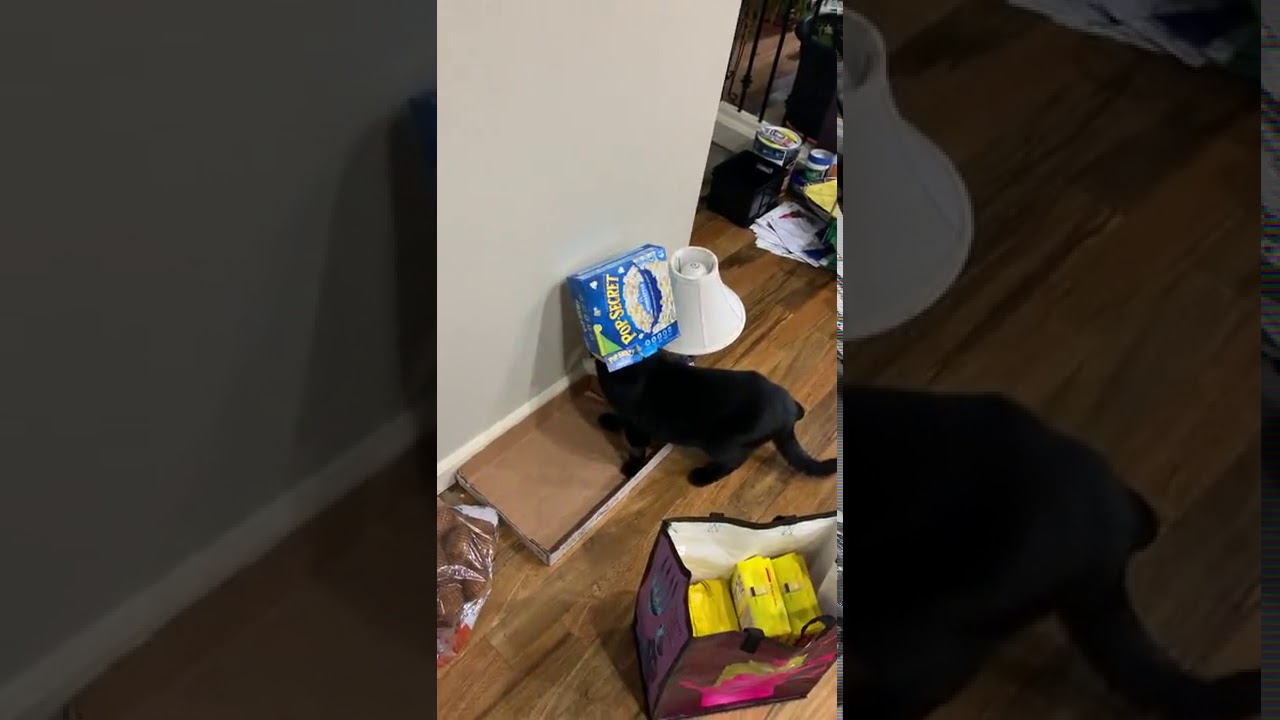 Cat gets head stuck in a box 