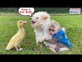 Puppy protects BiBi monkey from naughty duck