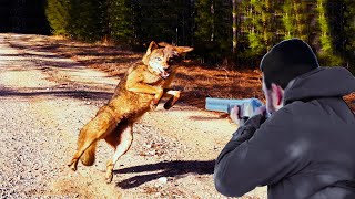 Critical moments in the face of coyotes, wild boar and bear