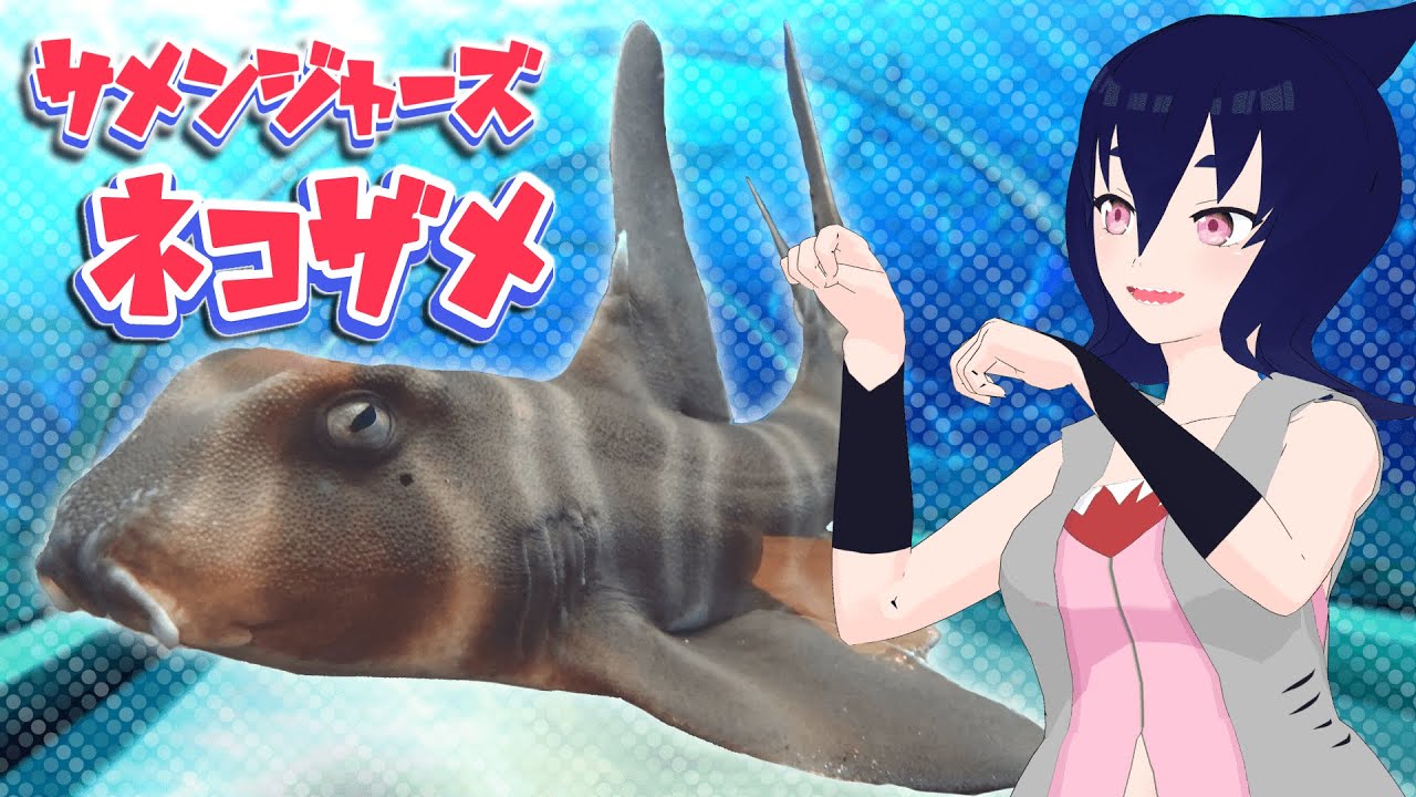 サメンジャーズ】ネコザメ【 #Vtuber 】 - YouTube