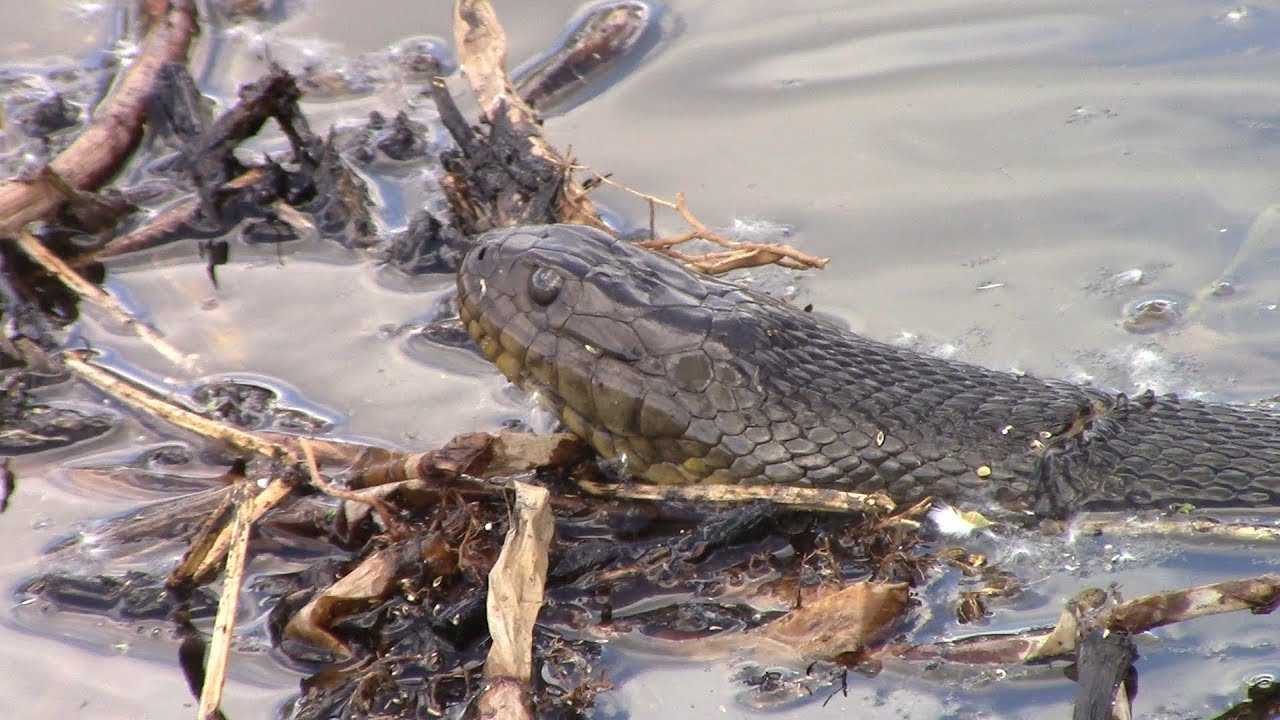 water snakes crete Huge Green Water Snake caught in Fishing Line