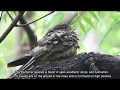 Indian Nightjar (Caprimulgus asiaticus) - activities of Indian Nightjar - Wildstep India