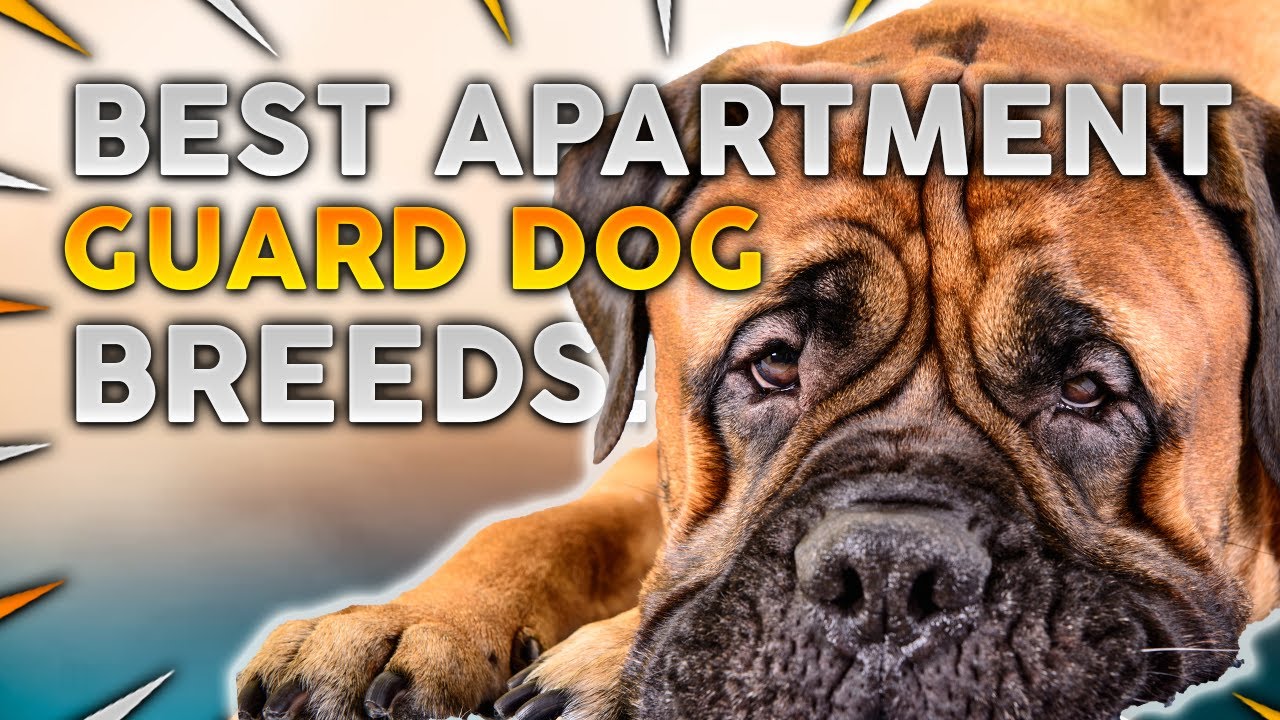 are mastiffs good in apartments