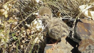 Чучаи Кабк Шукр Имсолам Чучара Дидем. Keklik Куропатка Partridge Chukar که و Kabk Кабкчуча 2021