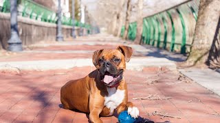 Boxer Breed Standards Show Qualities and Traits