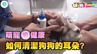 讓醫生教你，如何清潔狗狗的耳朵?《萌寵愛健康》