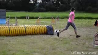 Agility Trénink 20.7.Kiki The Jrt