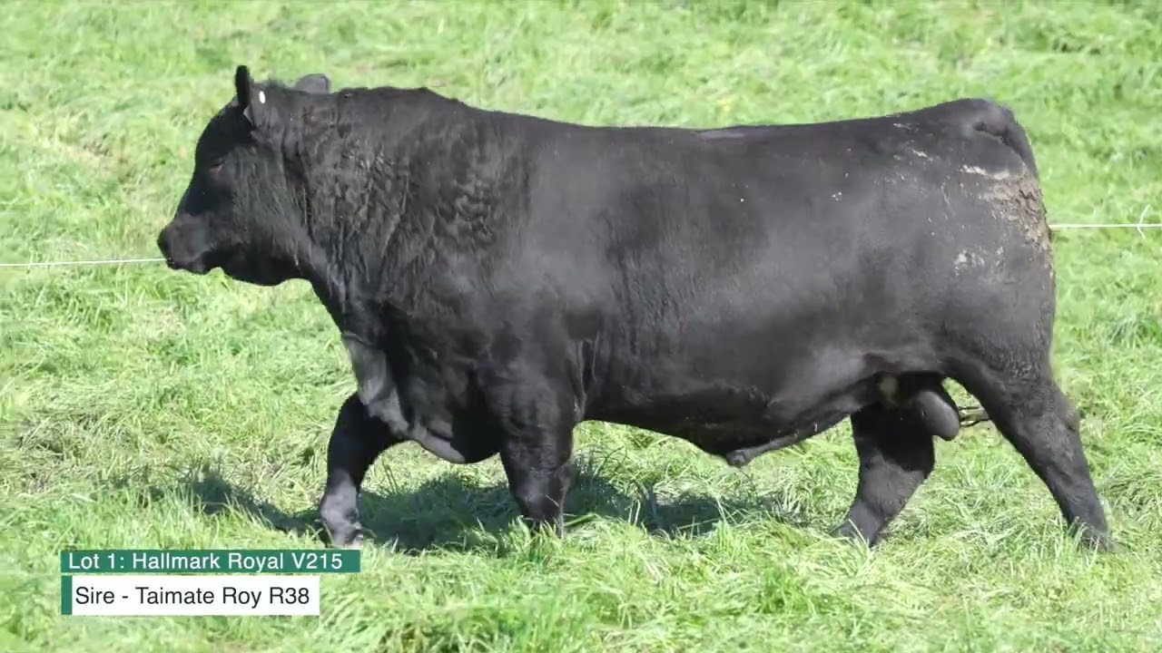 LOT 1: Hallmark Royal V215