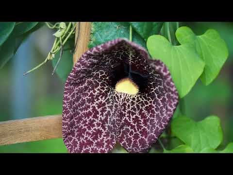 АРИСТОЛОХИЯ, или КИРКАЗОН  (ARISTOLOCHIA)  сем. Кирказоновые