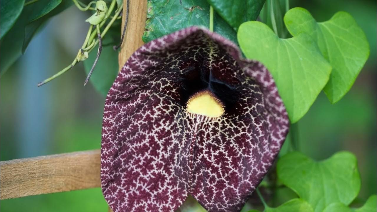 Кирказон маньчжурский, семена