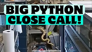 Close call feeding a reticulated python
