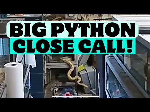 Close call feeding a reticulated python