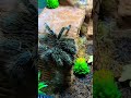 Кормление птицееда #spider #tarantula #паукптицеед #lasiodoraparahybana #locusts #саранча