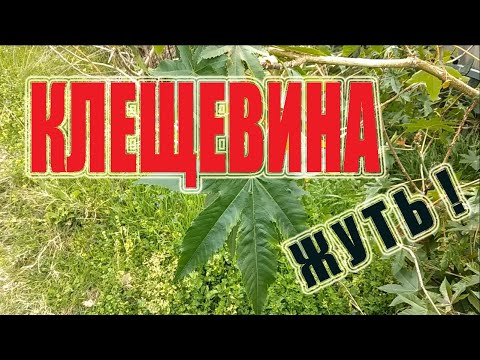 Видео: Касторовые бобы: информация для безопасного выращивания клещевины