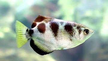 Cá cao xạ pháo - xạ thủ thiện xạ dưới nước và cách săn mồi thú vị