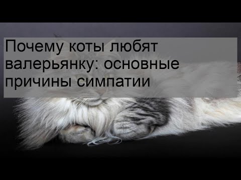 Почему коты любят валерьянку: основные причины симпатии