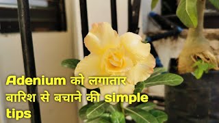 ADENIUM plant मे लगातार बारिश के बाद जब बारिश रुके तब यह काम नहीं करोगे तो कोई नहीं बचा पाएगा इसे.