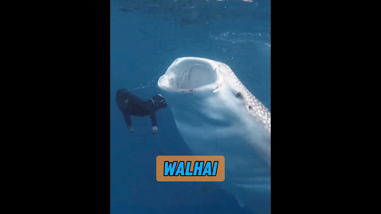 Beißen Walhaie keine Menschen? #animal #animisme #animals