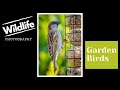 GARDEN WILDLIFE PHOTOGRAPHY UK | Episode 2 | First days in the hide.